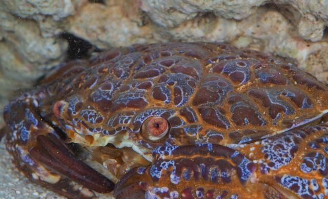 世界最危险的四大螃蟹品种