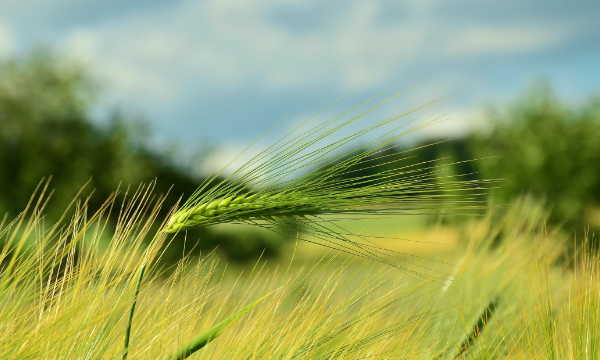 关于小满的人生哲理,二十四节气中为什么只有小满没有大满图3