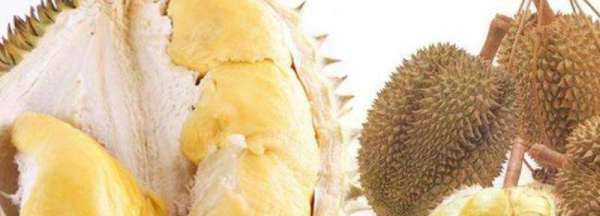 榴莲怎么打开外壳没有裂缝,榴莲怎么拨开哦图2