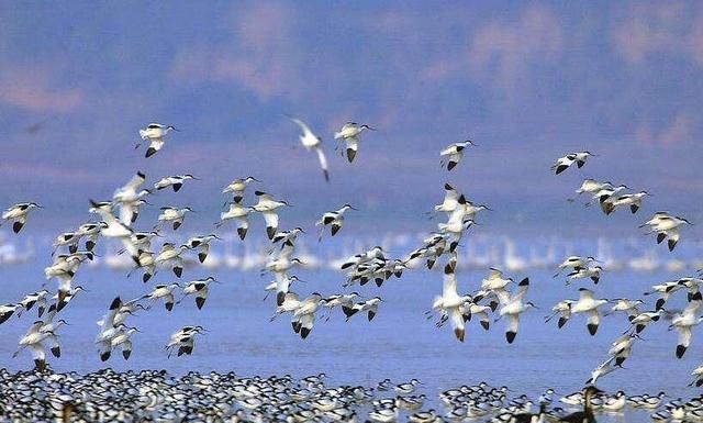 四大淡水湖，中国四大淡水湖哪四个？图5