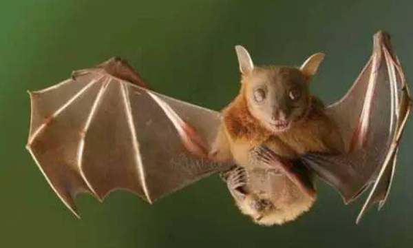 蝙蝠是鸟类,蝙蝠是鸟类还是兽类图1