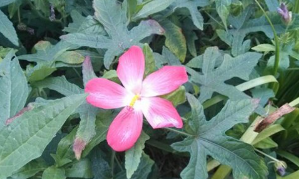 箭叶秋葵是人参,叶子像秋葵叶子但不是秋葵是什么图3