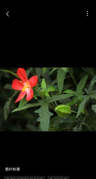 箭叶秋葵是人参,叶子像秋葵叶子但不是秋葵是什么图4
