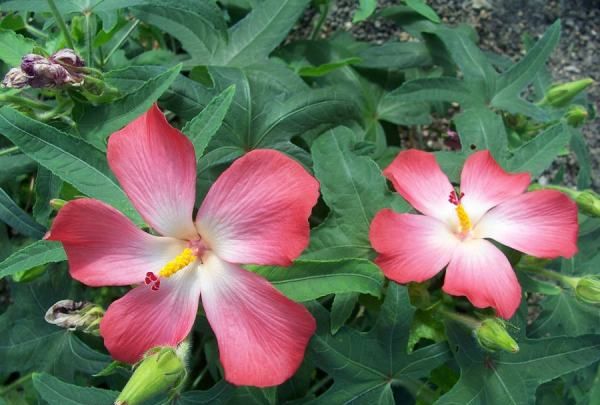 箭叶秋葵是人参,叶子像秋葵叶子但不是秋葵是什么图2