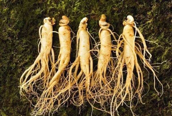 箭叶秋葵是人参,叶子像秋葵叶子但不是秋葵是什么图7