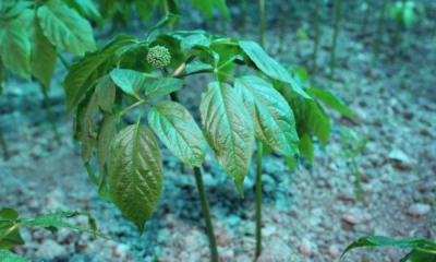 ​箭叶秋葵是人参,叶子像秋葵叶子但不是秋葵是什么