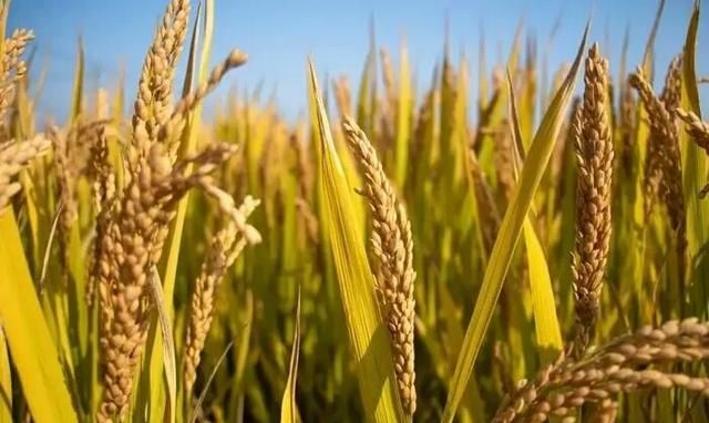 秋分有什么美好寓意，农谚语说“白露白迷迷，秋分稻秀齐”说的是什么意思？对农业生产有什么指导意义？图3