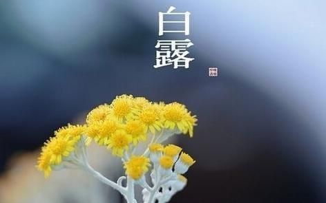 秋分有什么美好寓意，农谚语说“白露白迷迷，秋分稻秀齐”说的是什么意思？对农业生产有什么指导意义？图2