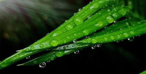 露珠赞表现露珠精神的句子有