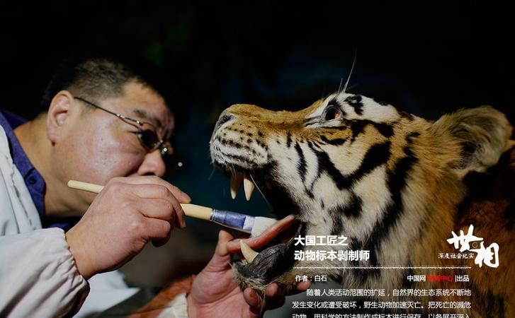 生命垂危的金钱豹阅读答案