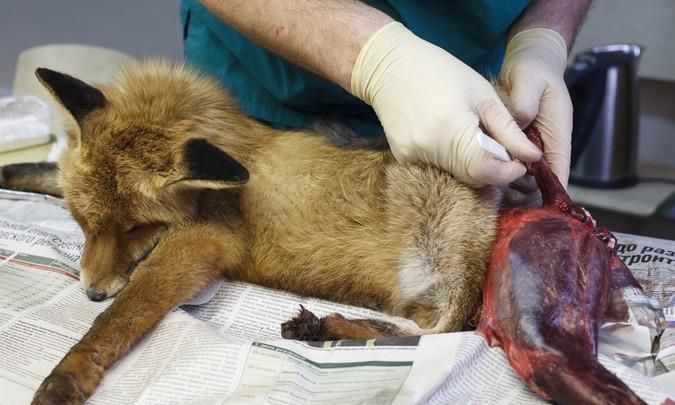 金钱豹的故事告诉了我们什么