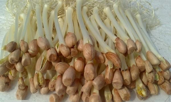 吃出芽的花生有什么好处,花生米发芽对人有那些好处呢图5