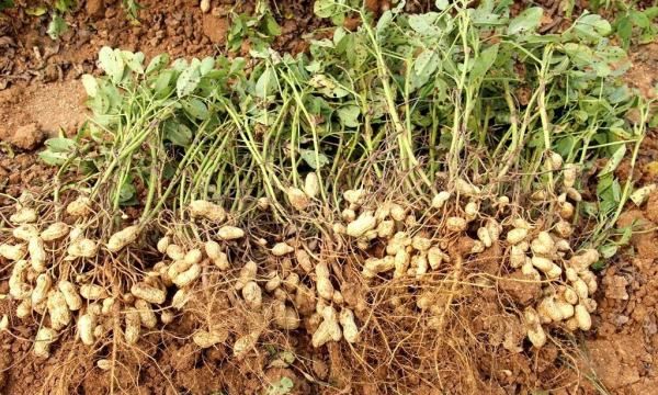 吃出芽的花生有什么好处,花生米发芽对人有那些好处呢图2