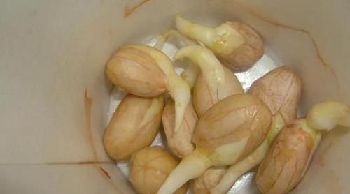 花生芽吃了有什么好处