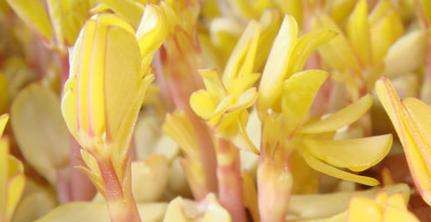 吃出芽的花生有什么好处,花生米发芽对人有那些好处呢图4