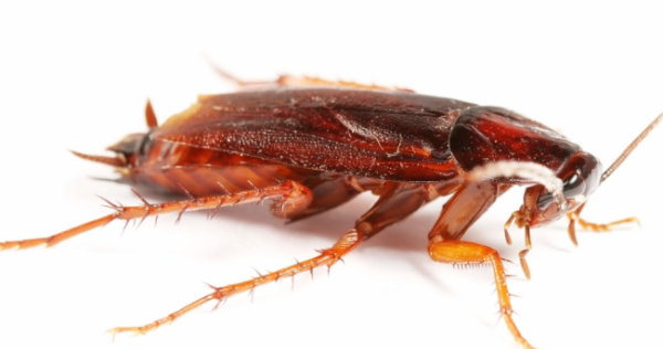 蟑螂粪便有毒,蟑螂的粪便有毒吗图1