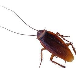 蟑螂粪便有毒,蟑螂的粪便有毒吗图3