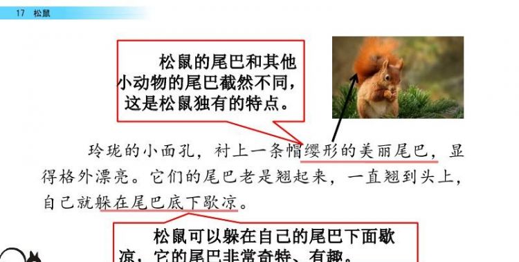 关于松鼠的知识介绍