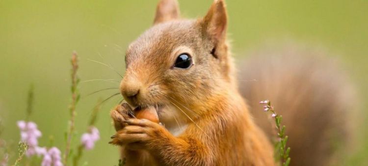 关于松鼠的知识