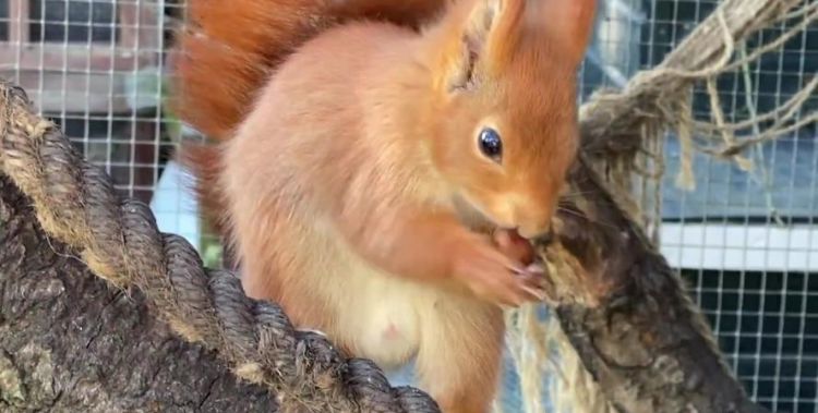 关于松鼠的资料简单介绍