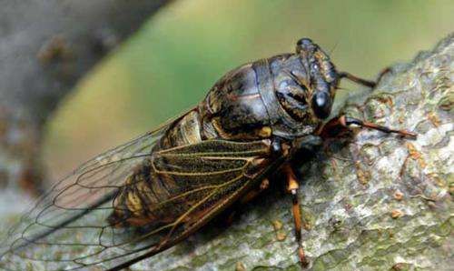 蝉的生活习性有哪些,蝉的生活习性有哪几点图5