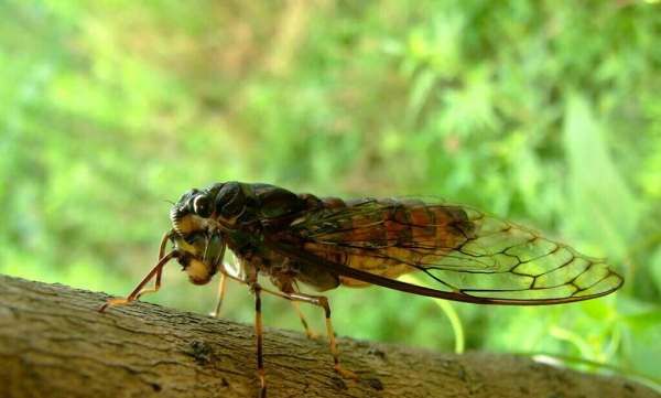 蝉的生活习性有哪些,蝉的生活习性有哪几点图3