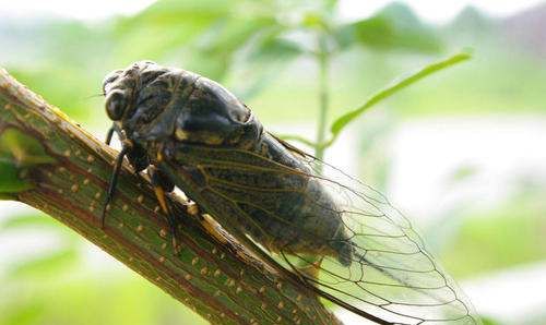 蝉的生活习性有哪些,蝉的生活习性有哪几点图4