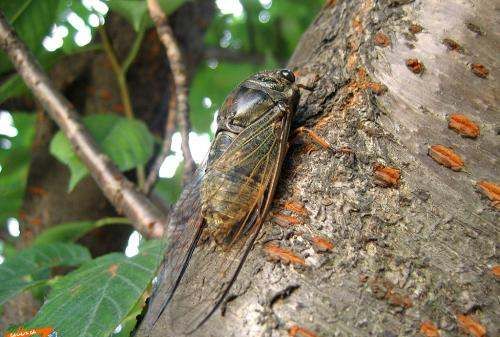 蝉的生活习性有哪些,蝉的生活习性有哪几点图6