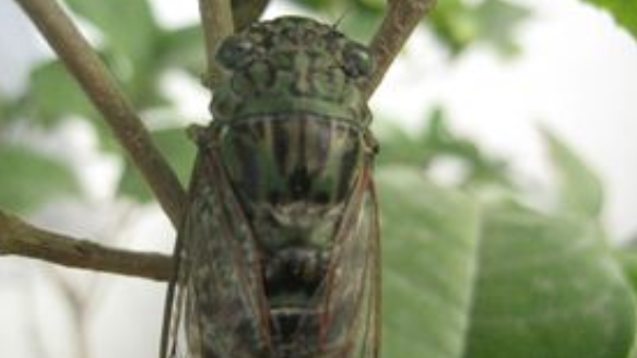 蝉的生活习性有哪些,蝉的生活习性有哪几点图2