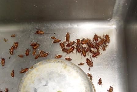 蟑螂掉到水里面喝了怎么办呢