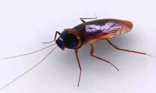 喝了泡了蟑螂的水怎么办啊