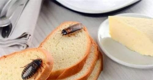 水里有蟑螂我喝了有事吗