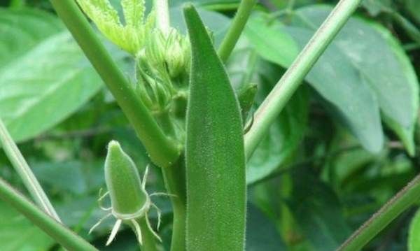 秋葵是酸性还是碱性,秋葵是碱性食品请告诉我一下图4