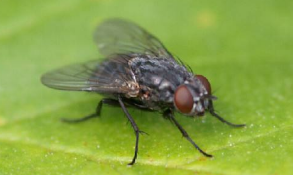 车里进苍蝇怎么驱赶,车里进苍蝇怎么赶出去图2