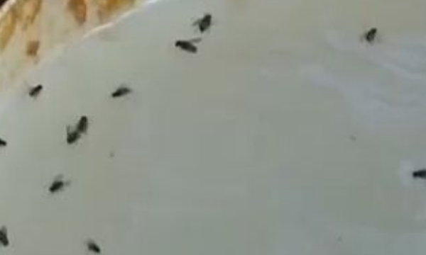 车里进苍蝇怎么驱赶,车里进苍蝇怎么赶出去图9