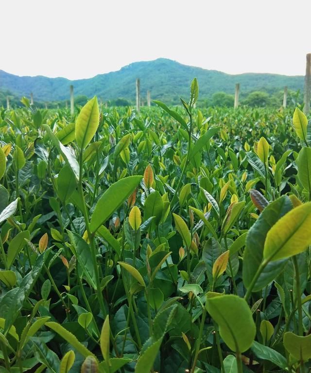 什么是绿茶，谁能详细介绍一下，什么是“白莲花”？是否比绿茶更高级？图10