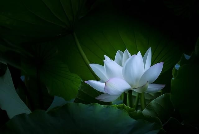 什么是绿茶，谁能详细介绍一下，什么是“白莲花”？是否比绿茶更高级？图2