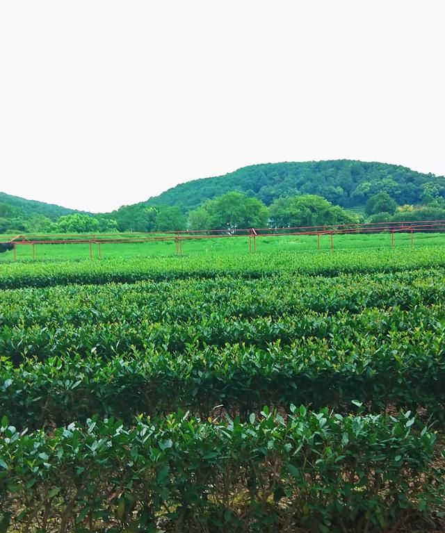 什么是绿茶，谁能详细介绍一下，什么是“白莲花”？是否比绿茶更高级？图8