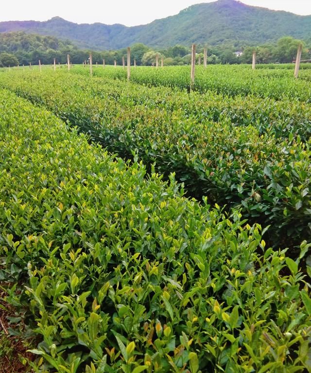 什么是绿茶，谁能详细介绍一下，什么是“白莲花”？是否比绿茶更高级？图11