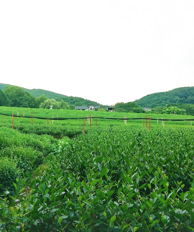 什么是绿茶，谁能详细介绍一下，什么是“白莲花”？是否比绿茶更高级？图5