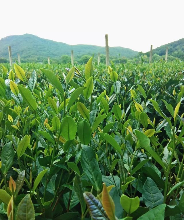 什么是绿茶，谁能详细介绍一下，什么是“白莲花”？是否比绿茶更高级？图9