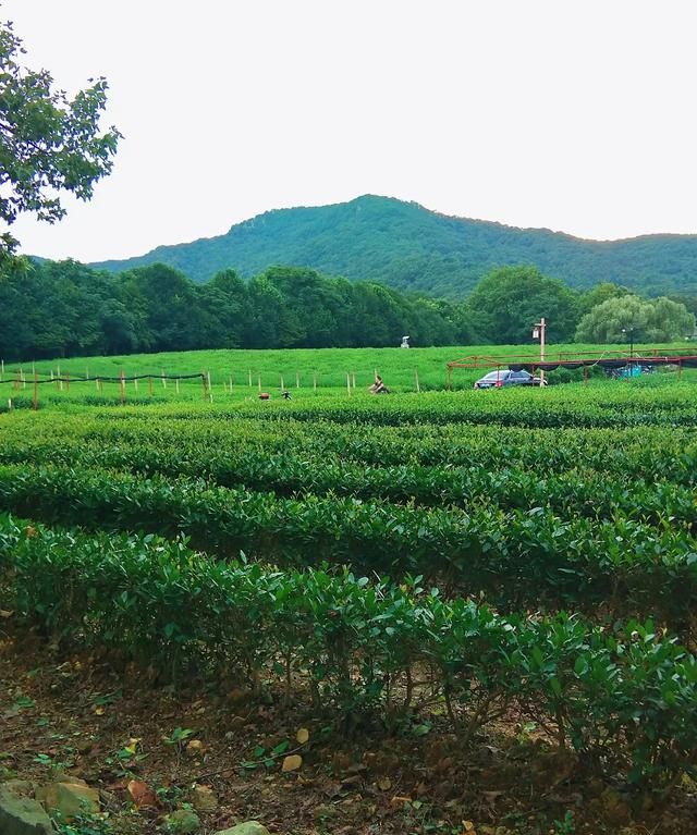 什么是绿茶，谁能详细介绍一下，什么是“白莲花”？是否比绿茶更高级？图7