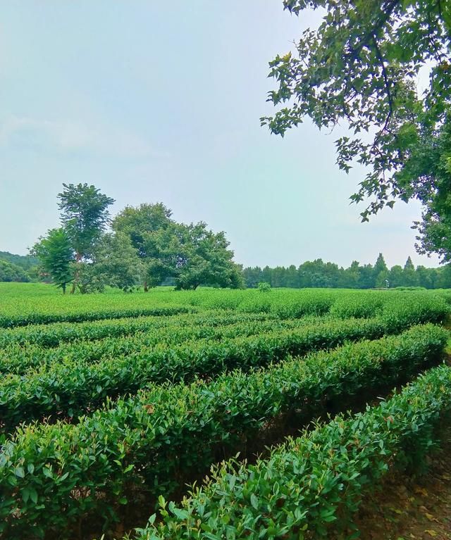 什么是绿茶，谁能详细介绍一下，什么是“白莲花”？是否比绿茶更高级？图6