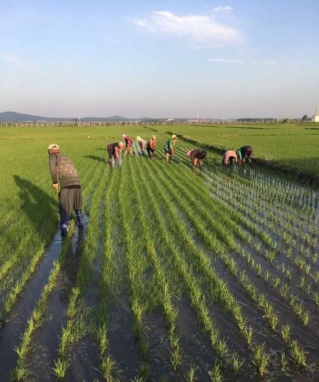 年夜饭什么时候吃,为什么现在年夜饭放到了下午或傍晚吃,而不是午夜吃?图11