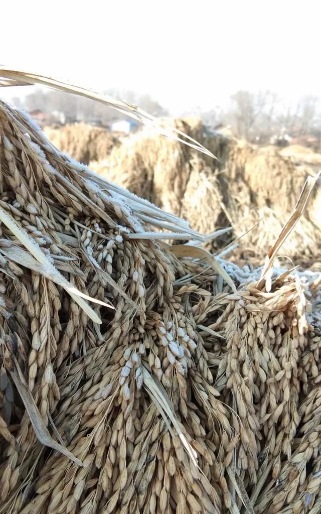 年夜饭什么时候吃,为什么现在年夜饭放到了下午或傍晚吃,而不是午夜吃?图13