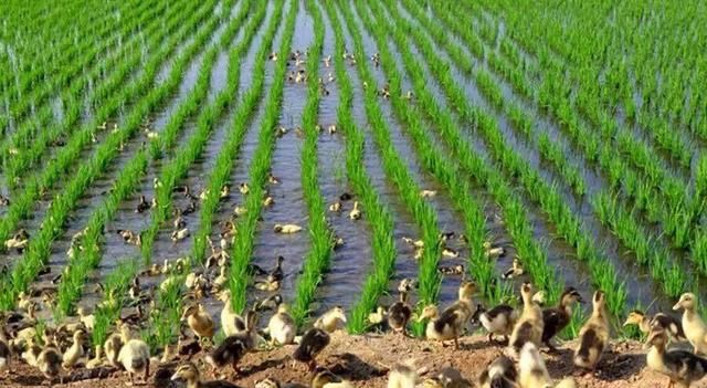 年夜饭什么时候吃,为什么现在年夜饭放到了下午或傍晚吃,而不是午夜吃?图12