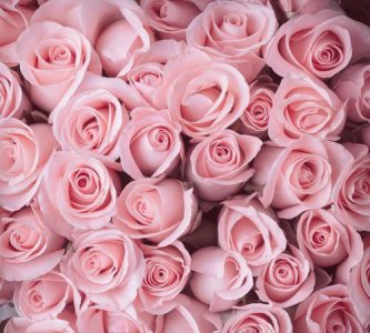 ​粉红玫瑰，粉红玫瑰代表着什么含义？