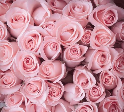 粉红玫瑰代表着什么含义