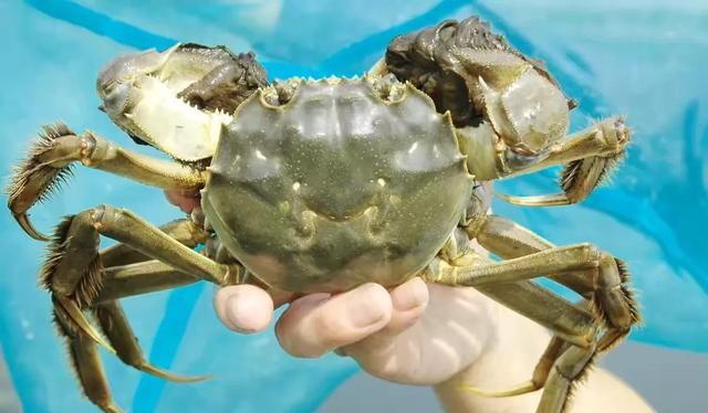 螃蟹蒸多久最佳时间,螃蟹蒸多长时间为好?图3