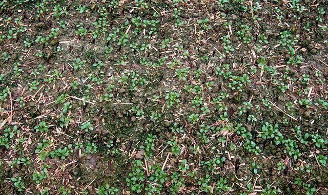 削好的马蹄怎么保存不变色,马蹄肉怎样保鲜长其不变色?图7